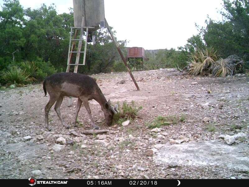 What kind of deer is this.JPG